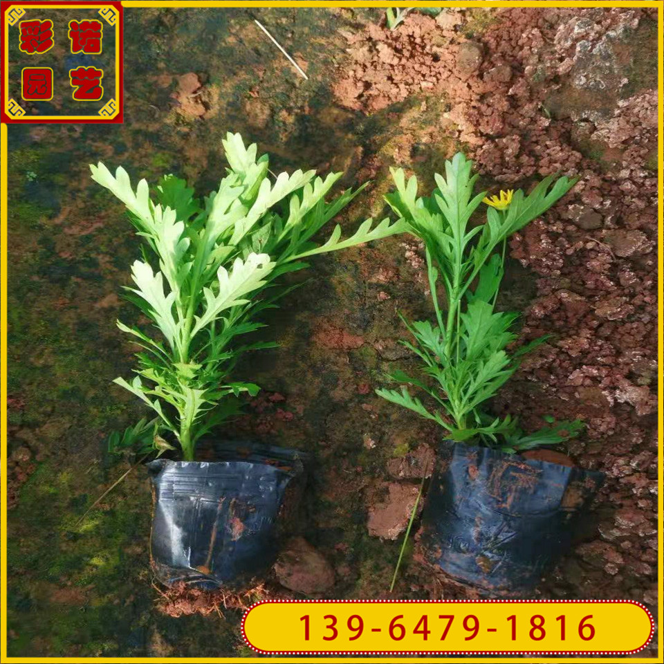 黄金菊花苗哪里有 青州花卉基地黄金菊供应 黄金菊黑杯苗批发价格