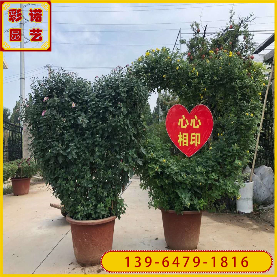 红色爱心菊花造型 各种菊花展造型 花篮菊花造型价格