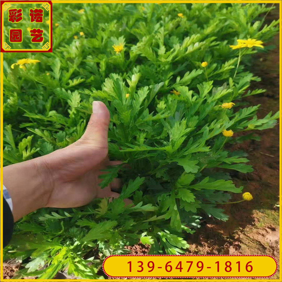 黄金菊黑杯苗 黄金菊花苗 公园道路两旁黄色菊花小苗