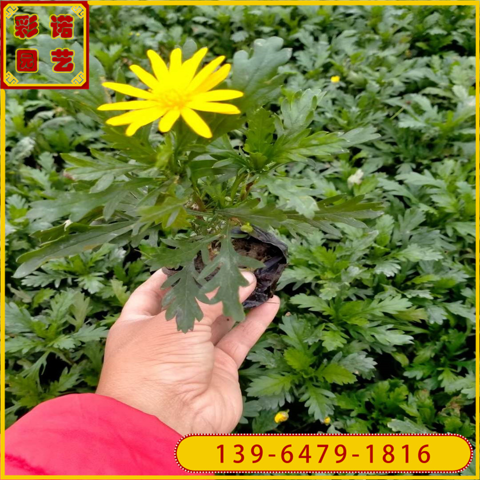 多年生草花黄金菊小苗 种植基地批发 黄金菊营养杯苗