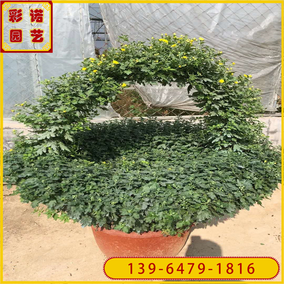 国庆菊孔雀造型价格 十月一租摆菊花造型 菊花展造型