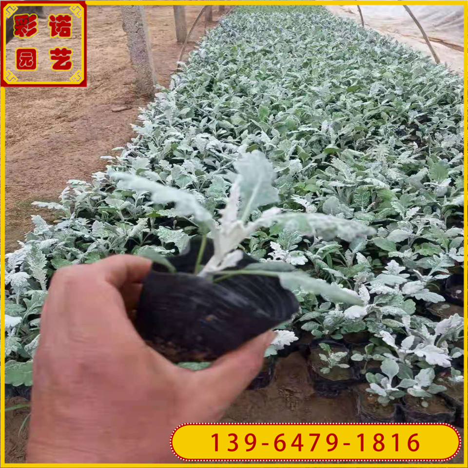 银叶菊小杯苗 山东青州大量供应银叶菊花苗 园林绿化苗