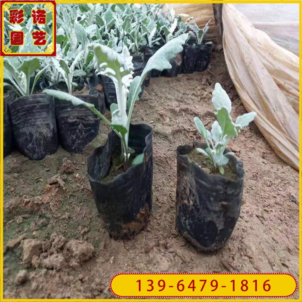 供应地被植物银叶菊双色杯苗 银叶菊种子 雪叶菊小苗