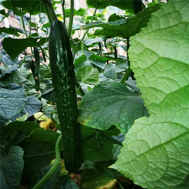 寿光批发零售越冬耐寒黄瓜种苗    越冬耐寒黄瓜种苗棵棵茂盛