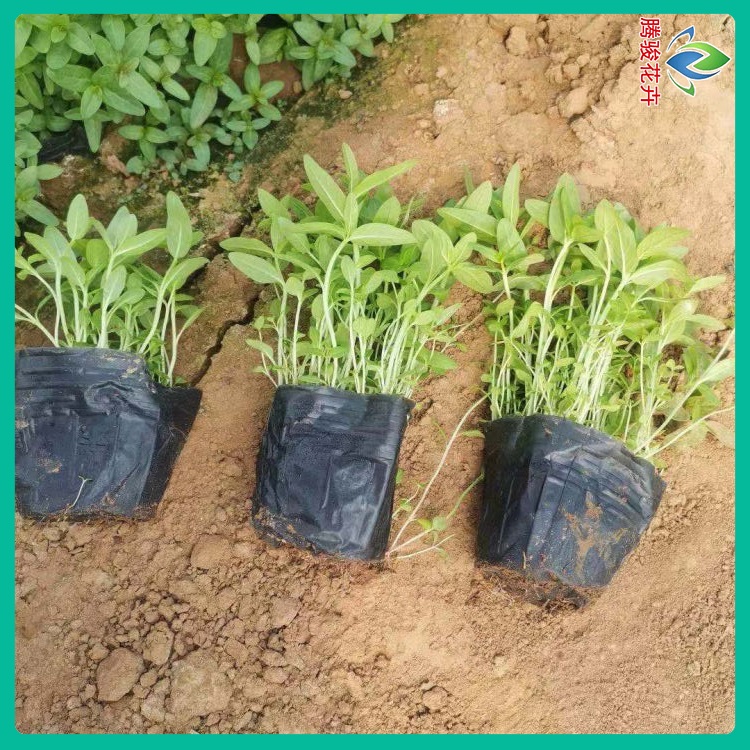 量大优惠 千屈菜种植基地 山东花卉苗木 绿化用千屈菜