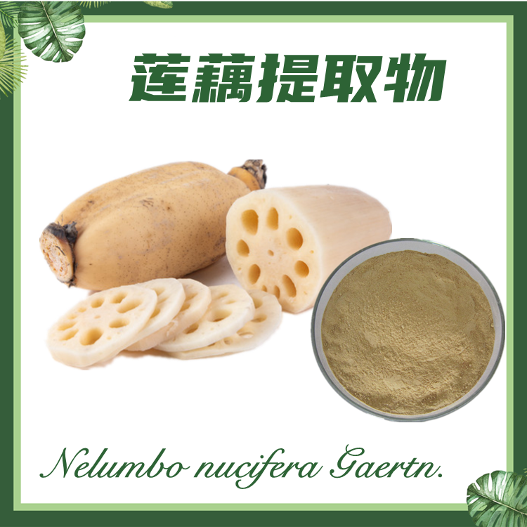莲藕提取物 10:1 藕提取物 藕节提取物 现货供应