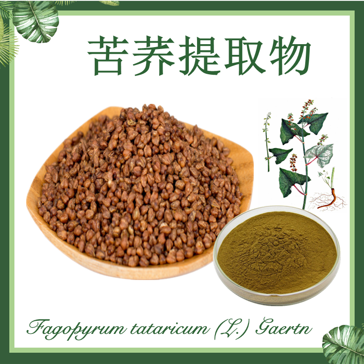 苦荞提取物 10：1 苦荞麦提取物 现货供应