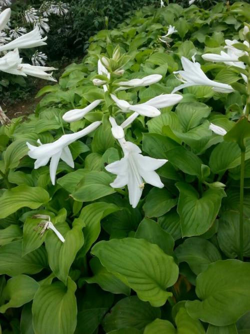 宿根草本植物白玉簪