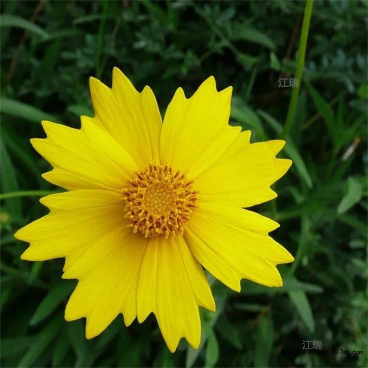 山东金鸡菊出售 公园绿化重瓣金鸡菊批发 江瑞