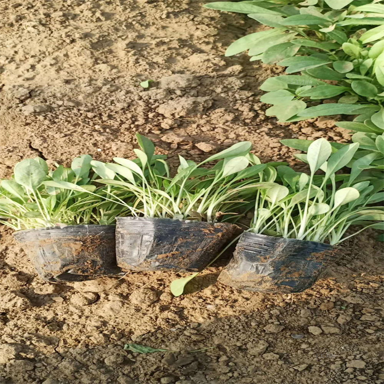 重庆金鸡菊价格 花期长易成活 江瑞直销