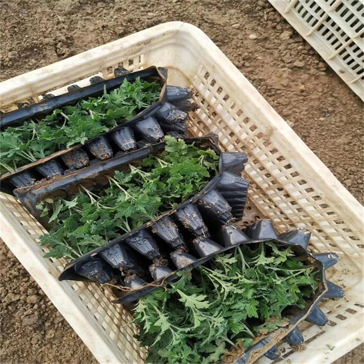 出售国庆菊小苗 国庆菊穴盘苗价格 江瑞直销