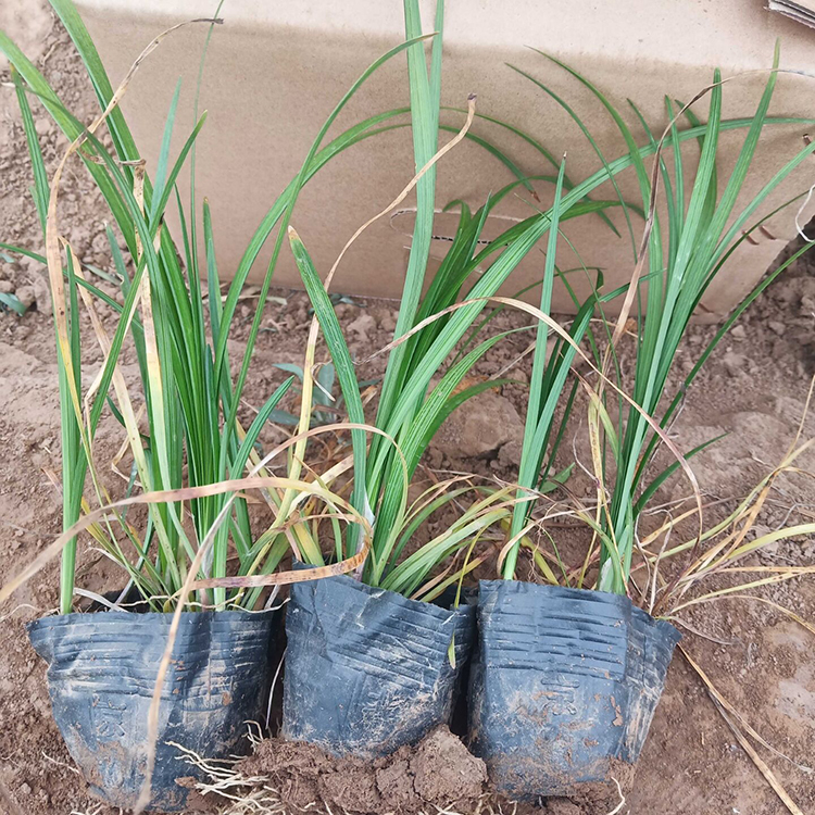 麦冬草培育 麦冬苗供货商