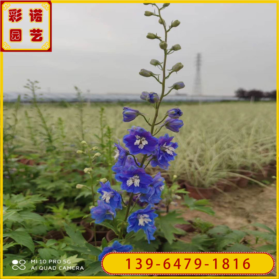 大花飞燕草黑杯苗 基地直供翠雀花营养袋苗 青州花卉