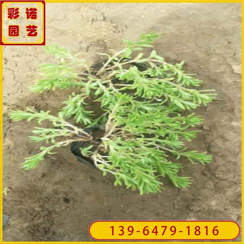 金叶垂盆草黑杯苗 哪里有垂盆草小苗 种植基地批发