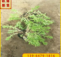 金叶垂盆草黑杯苗 哪里有垂盆草小苗 种植基地批发