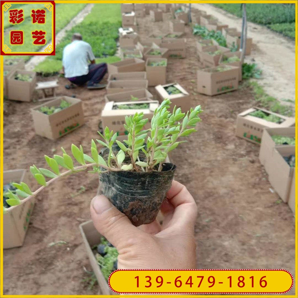 多肉植物垂盆草小苗批发 垂盆草营养袋苗 屋顶绿化景观花卉