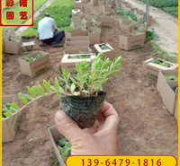 多肉植物垂盆草小苗批发 垂盆草营养袋苗 屋顶绿化景观花卉
