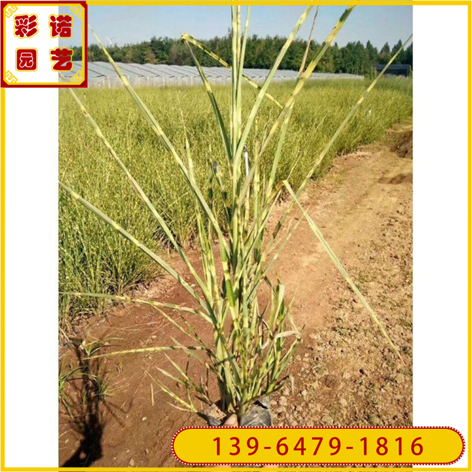 多芽斑叶芒黑杯苗 斑叶芒种苗价格 山东观赏草斑叶芒基地