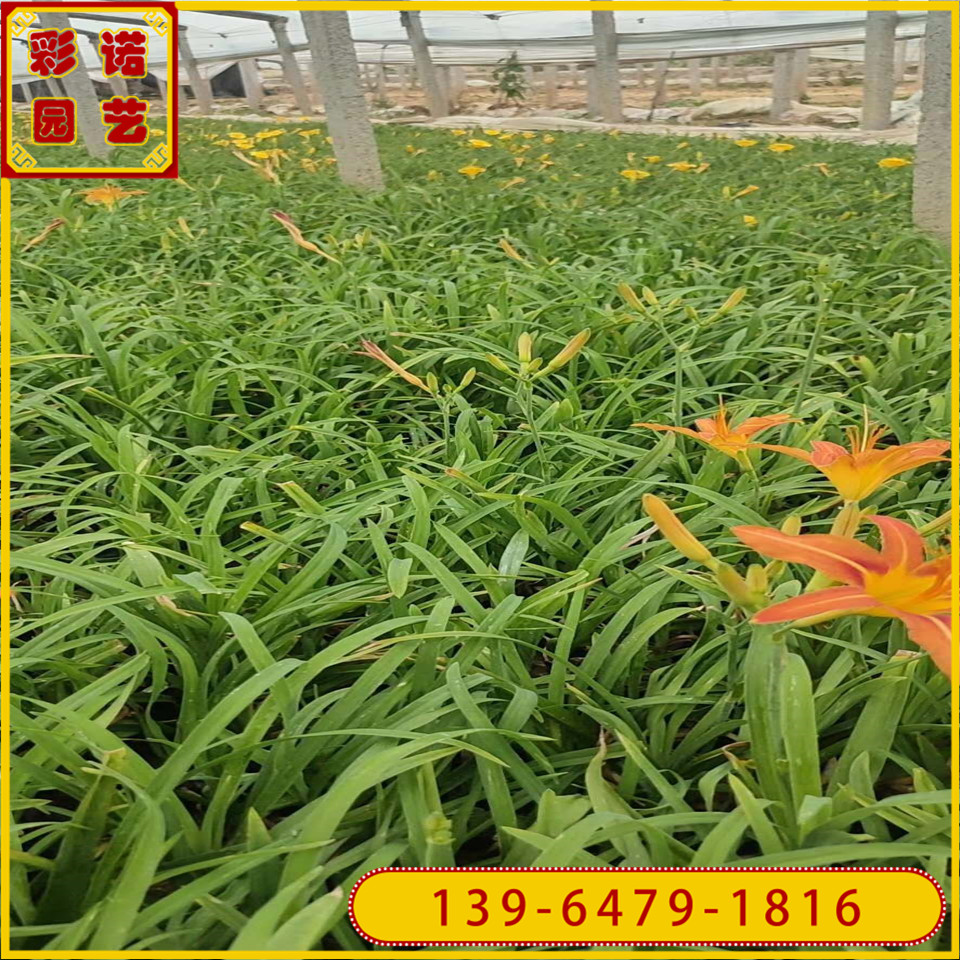供应红花萱草金娃娃萱草黑杯苗 大花萱草鸿运萱草小苗 重瓣红宝石萱草花苗