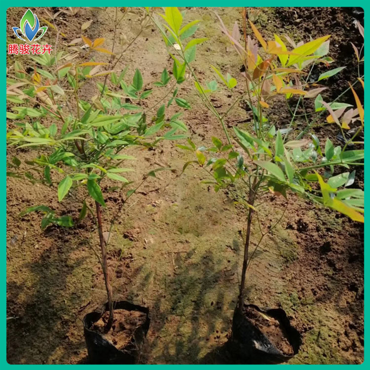 红叶南天竹 价格从优 山东南天竹直销红叶南天竹 南天竹基地