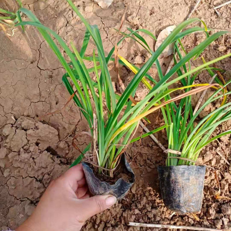金娃娃萱草培育 金娃娃萱草小苗苗圃直供