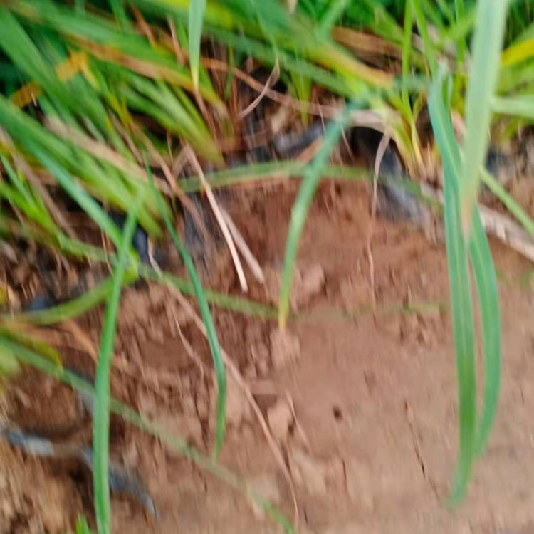 金娃娃萱草培育 金娃娃萱草幼苗种植户直供