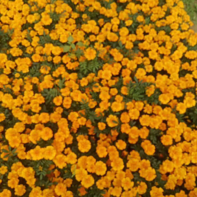 孔雀草培育基地 孔雀草大量供应 孔雀草供应