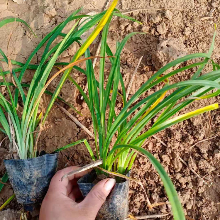 金娃娃萱草价格 金娃娃萱草小苗种植户直供