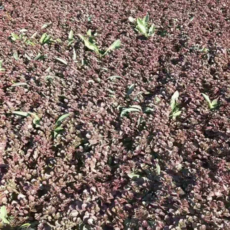红景天报价 大量现货供应 出售红叶景天杯苗