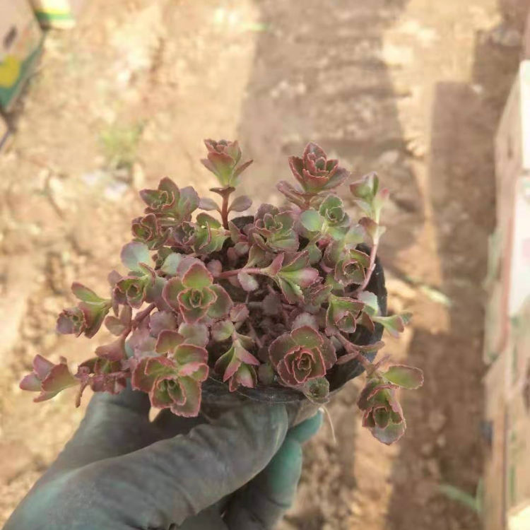 红叶景天种植基地 质优价廉 天一花卉出售花卉苗