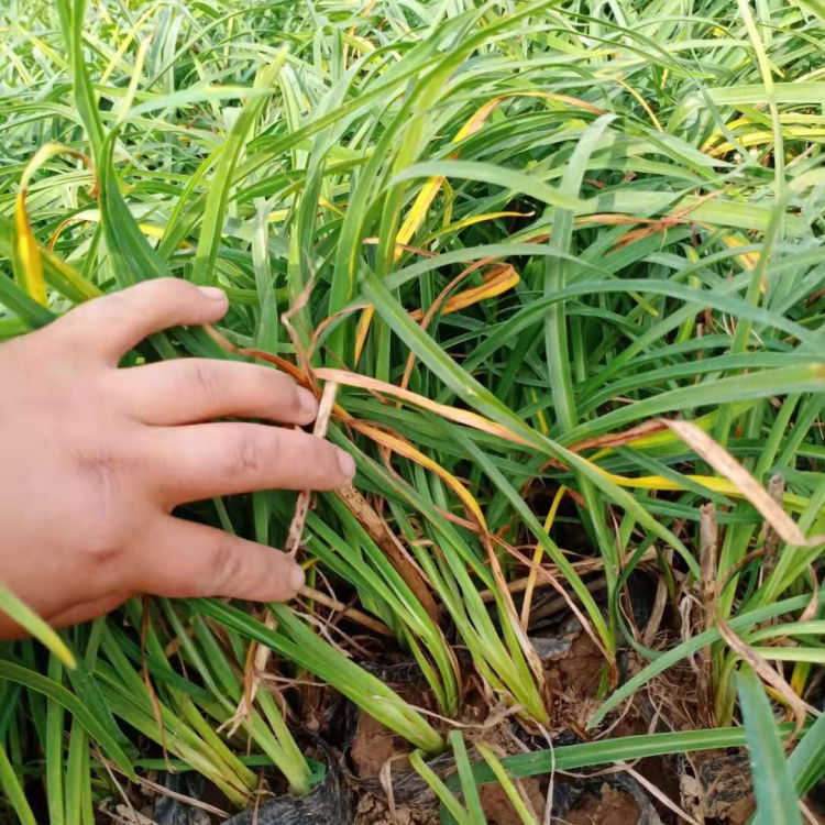 金娃娃萱草培育 金娃娃萱草价格大量供应
