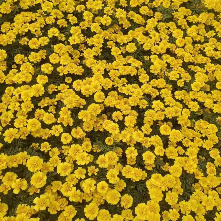 孔雀草培育 孔雀草 孔雀草基地