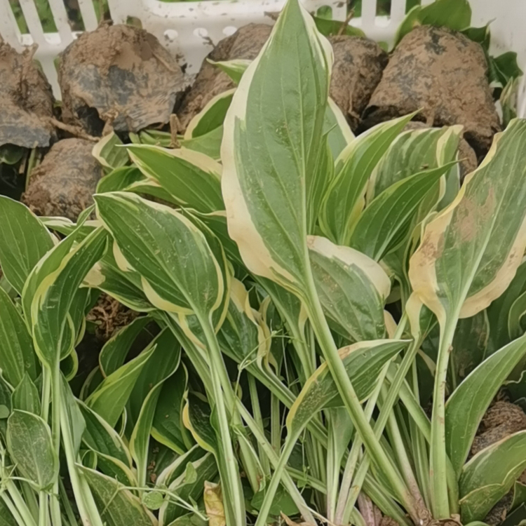 玉簪 苗圃种植  玉簪苗价格  绿化植物 多年生宿根植物