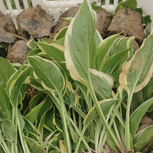 玉簪 苗圃种植  玉簪苗价格  绿化植物 多年生宿根植物