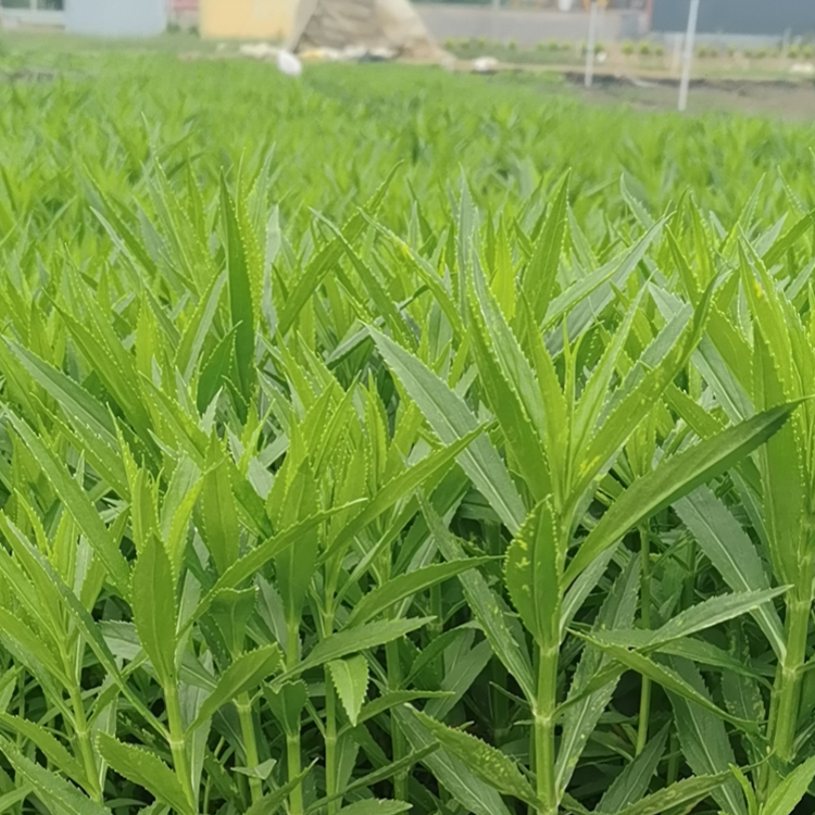 囊萼花小苗 叶秀花艳 山东棉铃花供应