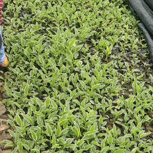 白萼苗 花果期8-10月 双亚种植基地玉簪出售