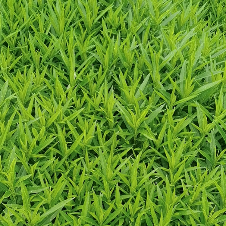 囊萼花苗 品质优良 山东花卉棉铃花价格
