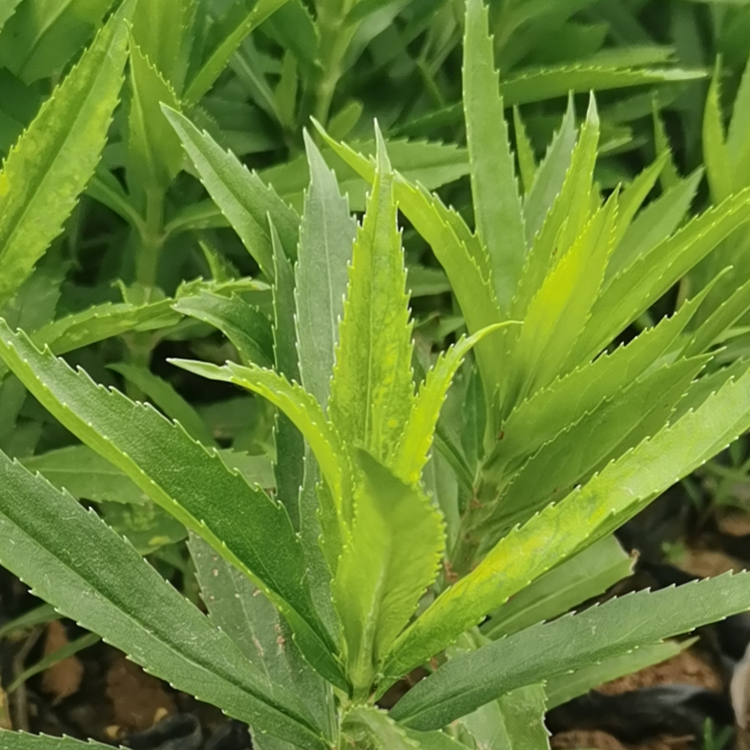 棉铃花绿化苗 价格优惠 山东棉铃花出售