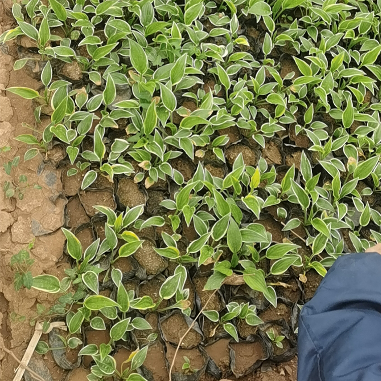 白萼苗 花色优美 双亚种植基地玉簪报价
