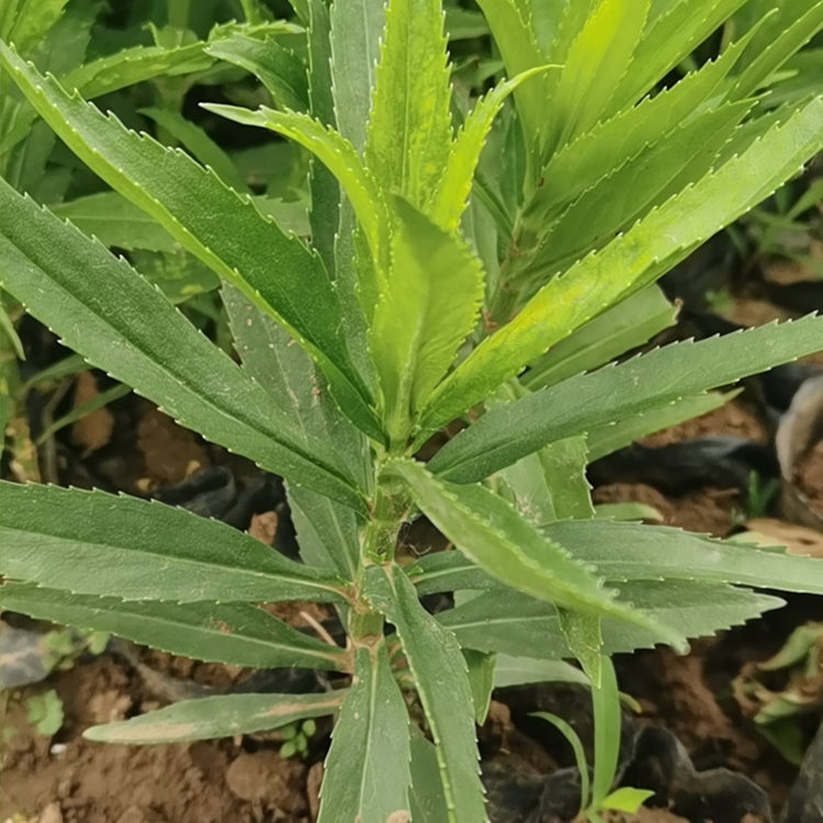 山东花卉棉铃花报价 棉铃花绿化苗 栽培管理简易