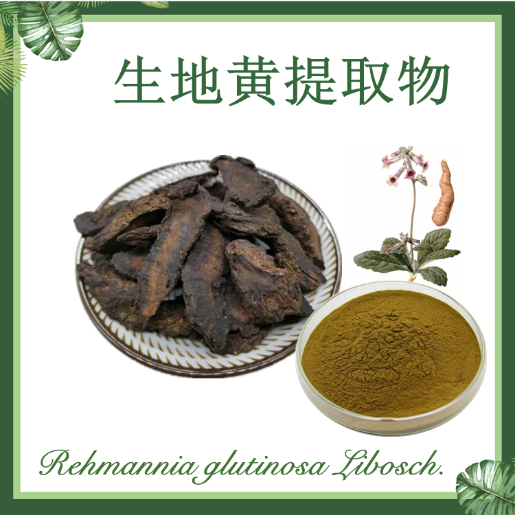 【慈缘生物】生地黄提取物 10:1 地黄提取物 生地提取物