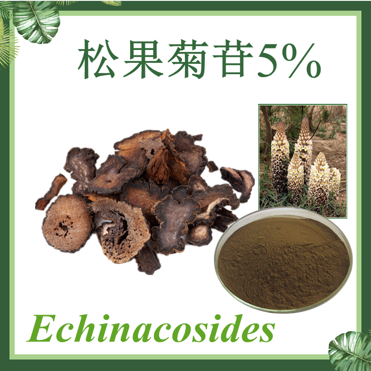 松果菊苷5% 紫锥菊甙 肉苁蓉提取物