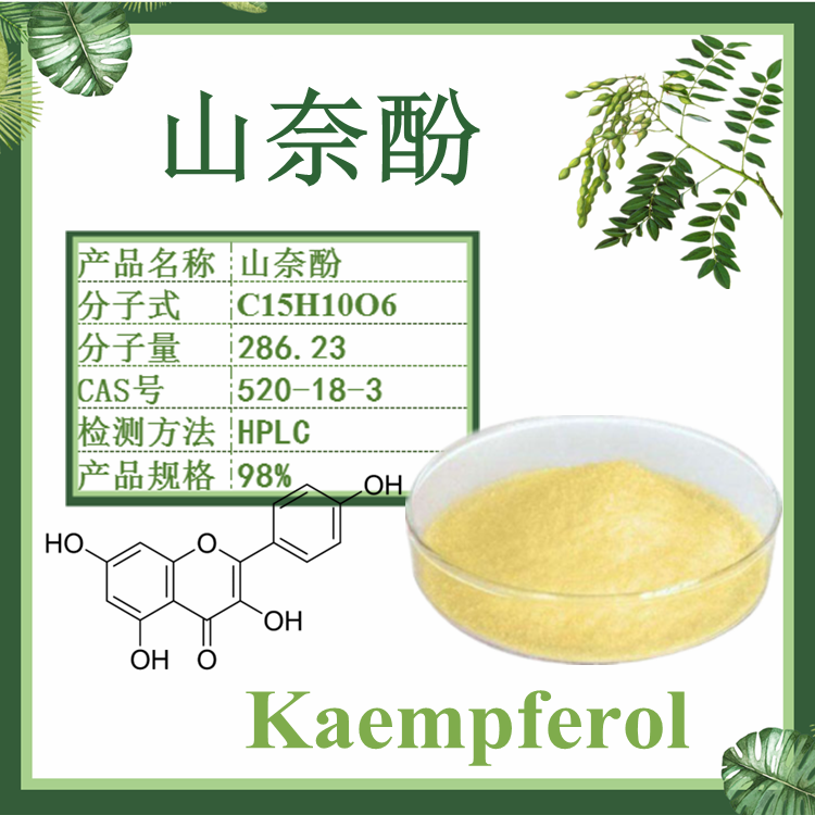 山奈酚 98%槐角提取物 Kaempferol 520-18-3 山柰酚
