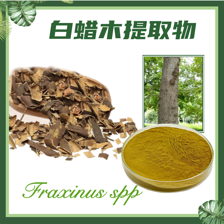 白蜡木提取物 10:1白蜡树提取物 青榔木提取物  白荆树提取物