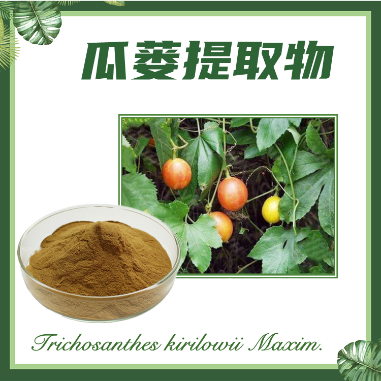 瓜蒌提取物 10:1 栝楼提取物 现货供应