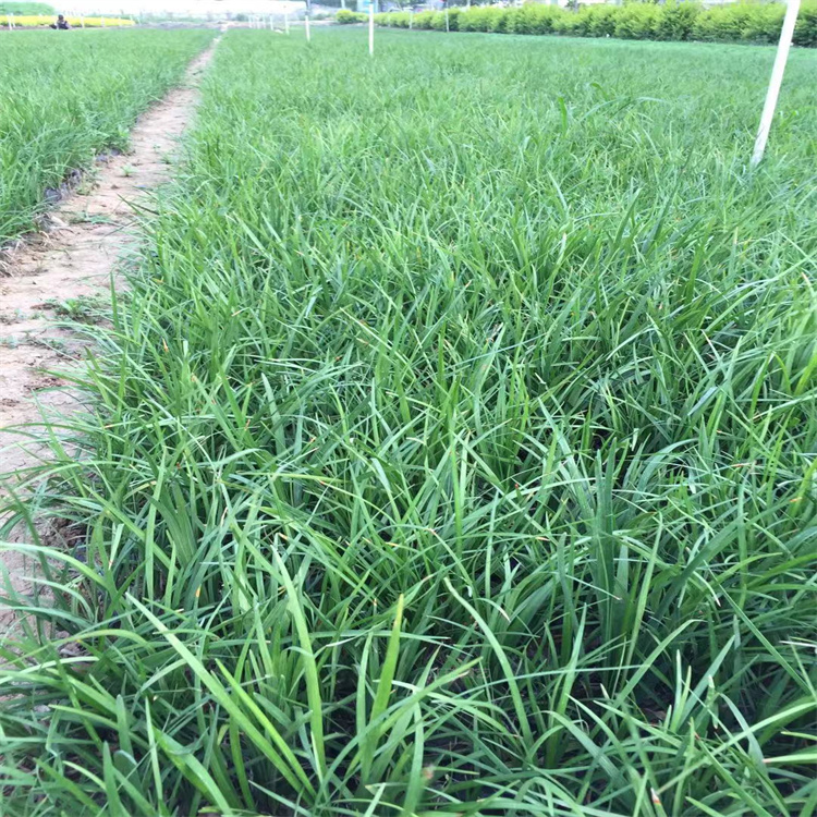 山西阔叶麦冬种植基地 根系发达 成活高 详情咨询江瑞园艺
