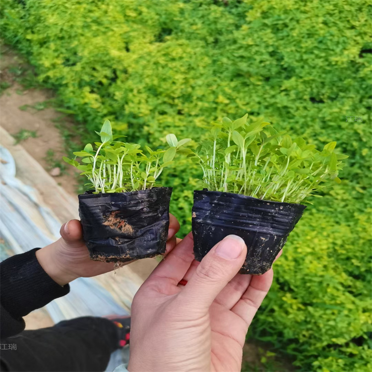 安徽千屈菜批发 千屈菜种子批发 江瑞