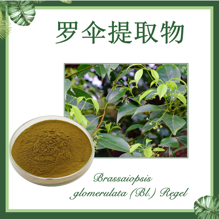 慈缘生物：罗伞提取物 10：1 鸭脚罗伞提取物