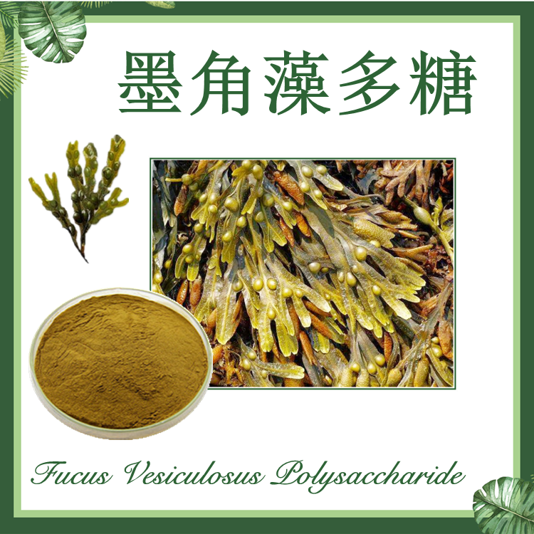 墨角藻多糖10~50% 墨角藻提取物 海藻系列提取物