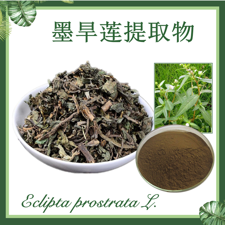 墨旱莲提取物 10:1 旱莲草提取物 现货供应